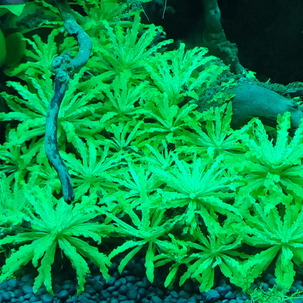 Blau Nano Lumina RGB+