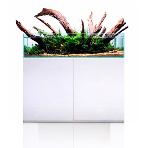 Blau Cubic Shallow Experience